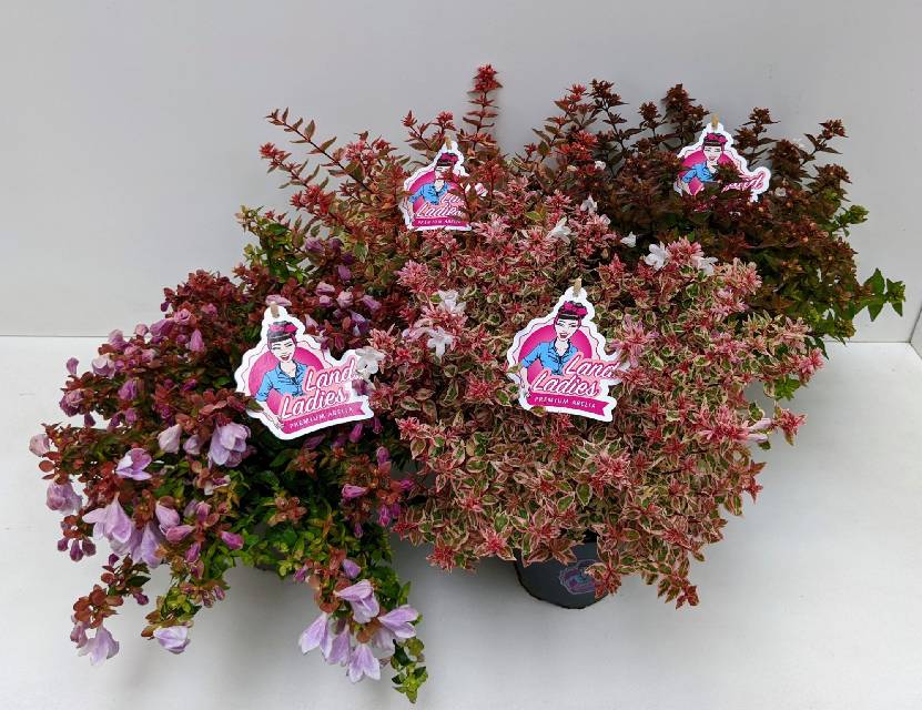 image produit ABELIA AUTRE D13