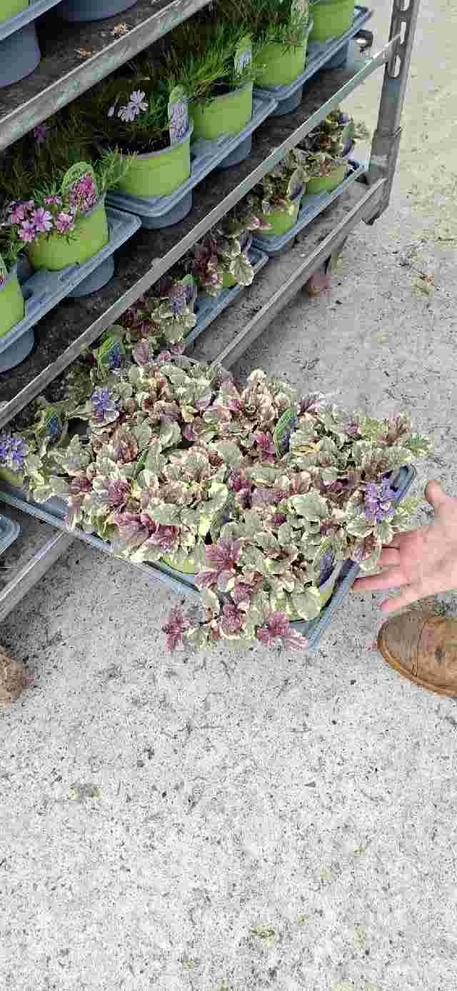image produit AJUGA REPTANS D13