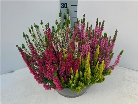 image produit CALLUNA BEAUTY LADIES MOSAICA
