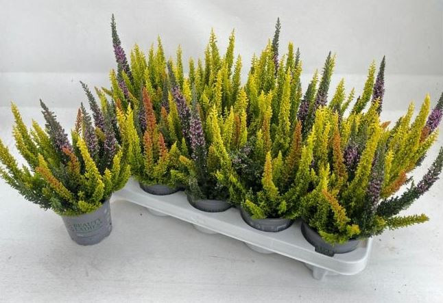 image produit CALLUNA BEAUTY LADIES SKYLINE