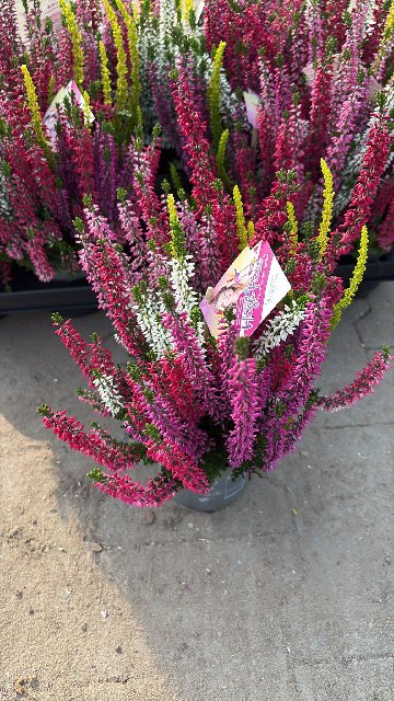 image produit CALLUNA VULGARIS BEAUTY HIGH F