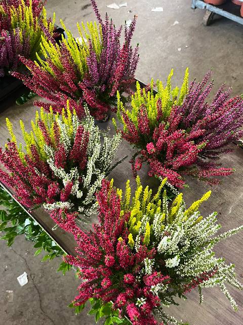 image produit CALLUNA VULGARIS BEAUTY LADIES