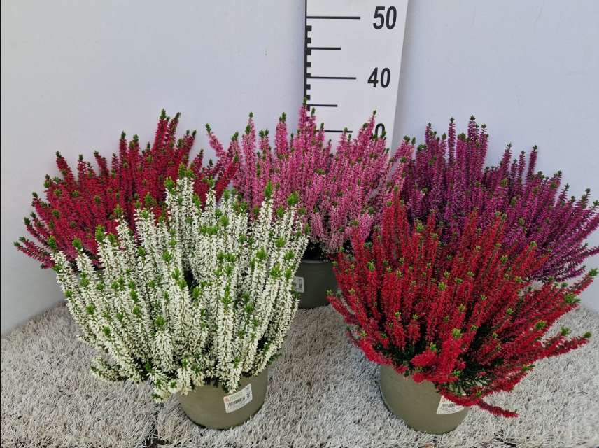 image produit CALLUNA VULGARIS BEAUTY LADIES