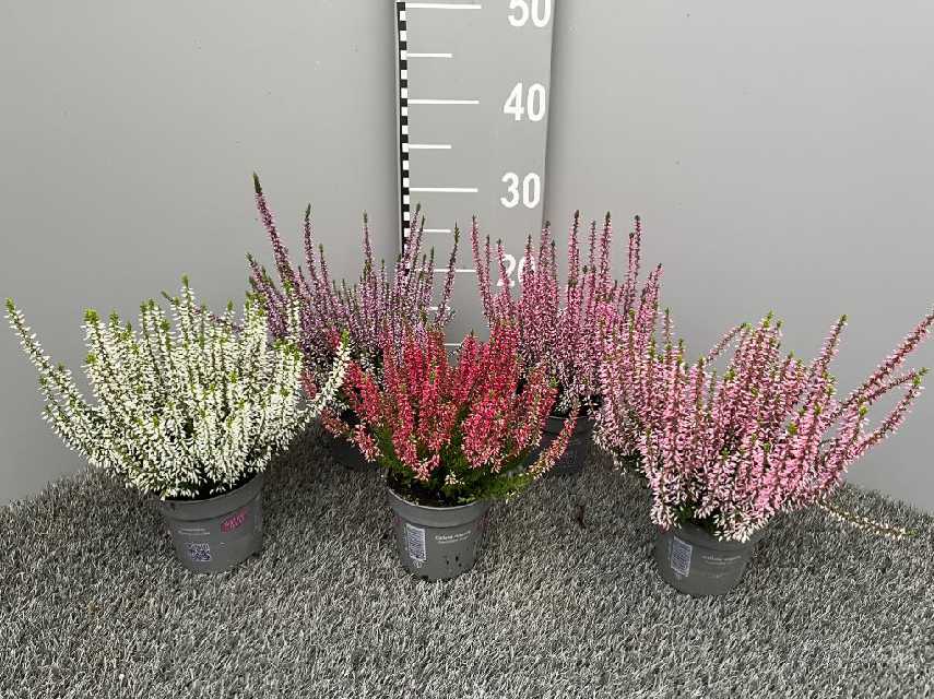 image produit CALLUNA VULGARIS GARDEN GIRLS