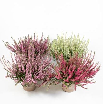 image produit CALLUNA VULGARIS GARDEN GIRLS