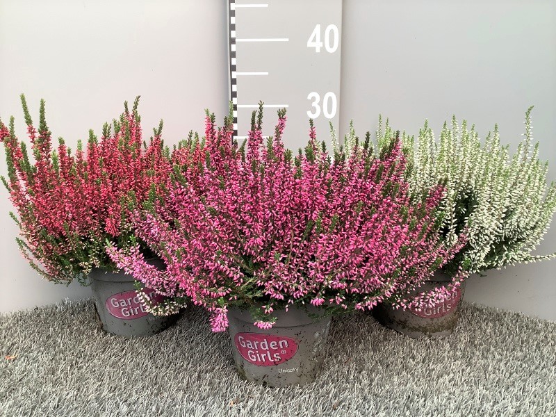 image produit CALLUNA VULGARIS GARDEN GIRLS