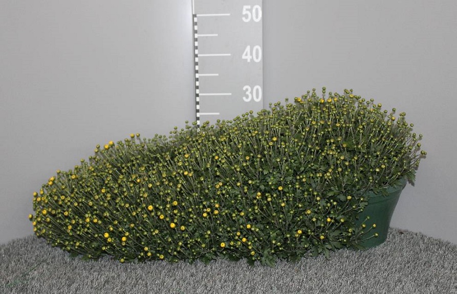 image produit CHRYSANTHEMUM CASCADE D25
