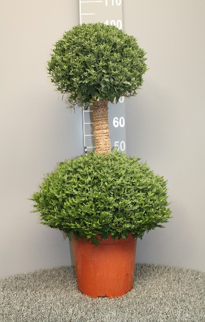 image produit CHRYSANTHEMUM TIGE DOUBLE BOUL