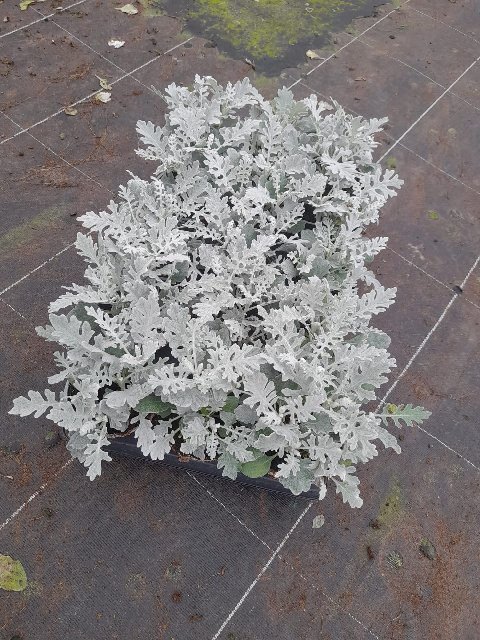 image produit CINERARIA MARITIMA D10.5