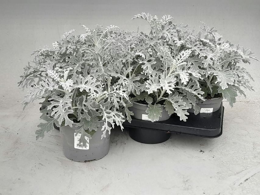 image produit CINERARIA MARITIMA D17