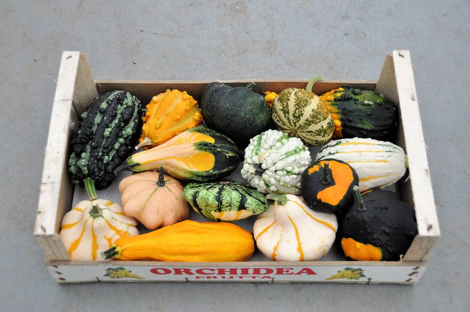 image produit COLOQUINTE MIX CAISSE X15