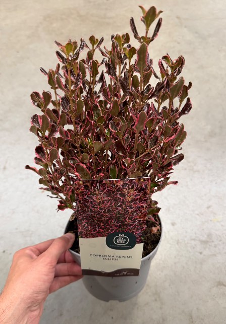 image produit COPROSMA ECLIPSE D17