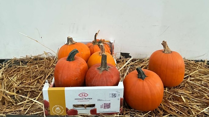 image produit CUCURBITA MINI HALLOWEEN X5