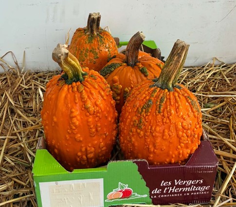 image produit CUCURBITA PETIT HALLOWEEN X4
