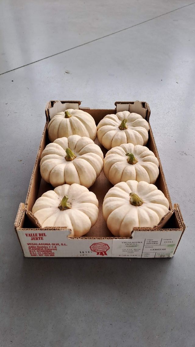 image produit CUCURBITA WHITE BEE LITTLE