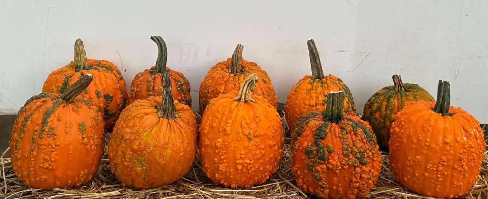 image produit CUCURCUBITACEE HALLOWEEN X1