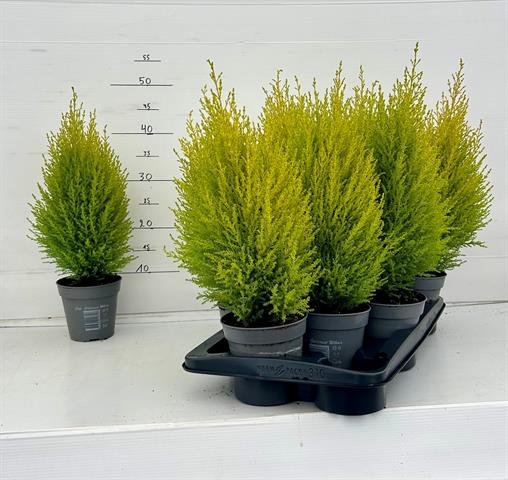 image produit CUPRESSUS MACROCARPA 'WILMA'