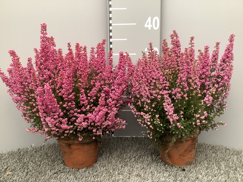 image produit ERICA GRACILIS 25-28 D12