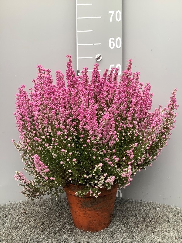 image produit ERICA GRACILIS 36/39 D16