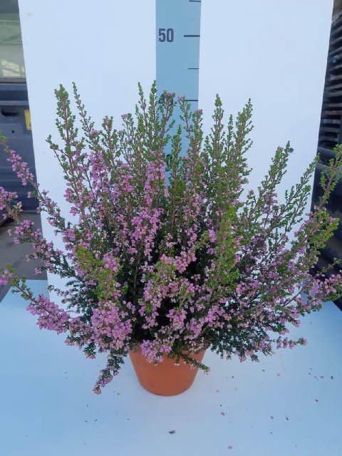 image produit ERICA GRACILIS 29/32 D13