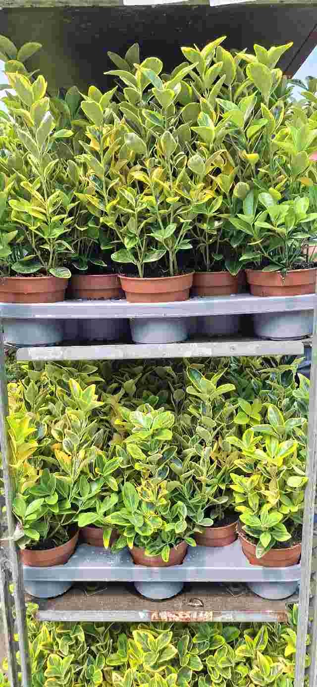 image produit EUONYMUS JAPONICUS 'AUREUS' D1