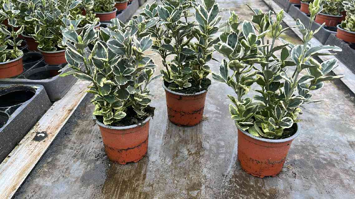 image produit EUONYMUS JAPONICUS 'KATHY' D10