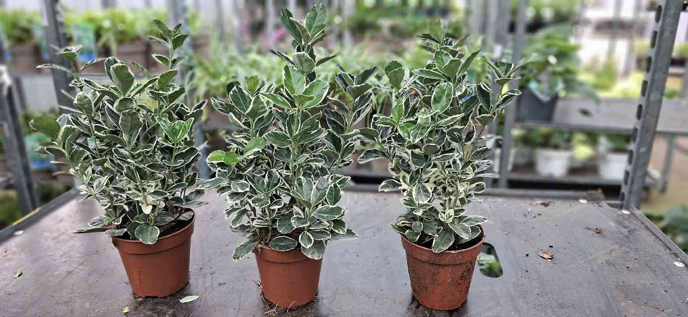 image produit EUONYMUS JAPONICUS KATHY D13
