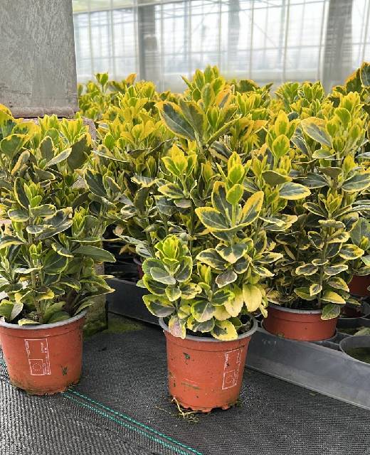 image produit EUONYMUS MARIEKE D10,5