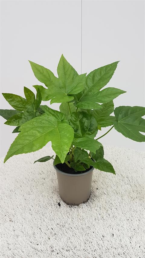 image produit FATSIA JAPONICA AUTRE D13