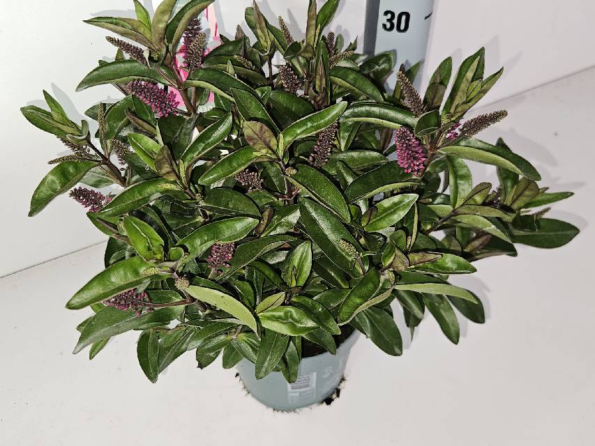 image produit HEBE ADDENDA MELANGE D15 POT