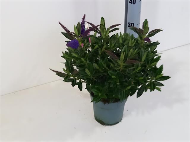 image produit HEBE ADDENDA MELANGE DANS POT