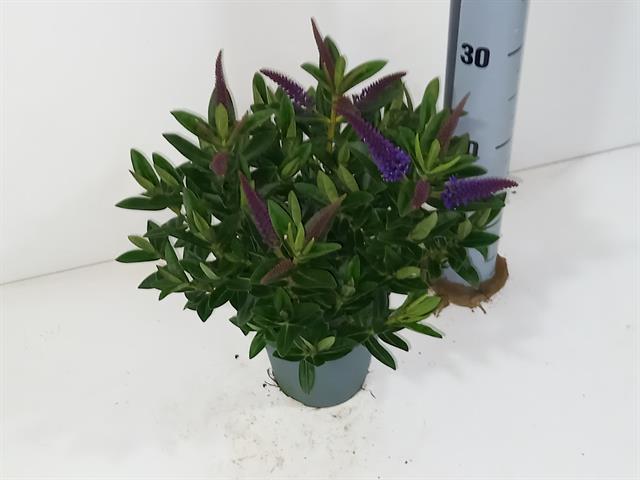 image produit HEBE ADDENDA MIX D12