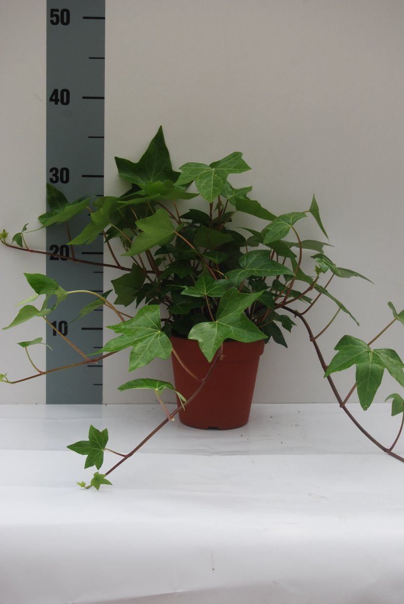 image produit HEDERA ALGERIENSIS MONTGOMERY