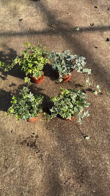 image produit HEDERA HELIX VARIEGATA D13