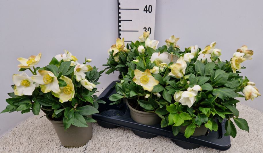 image produit HELLEBORUS NIGER 'WINTERSUN' D