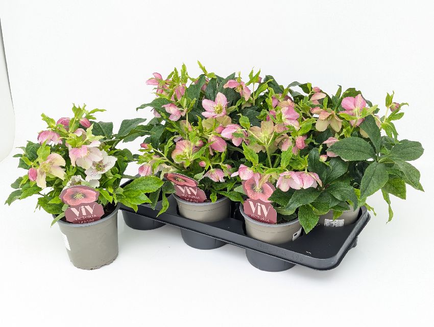 image produit HELLEBORUS VIV CELESTINA D14
