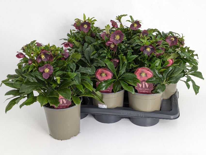 image produit HELLEBORUS VIV VICTORIA D17