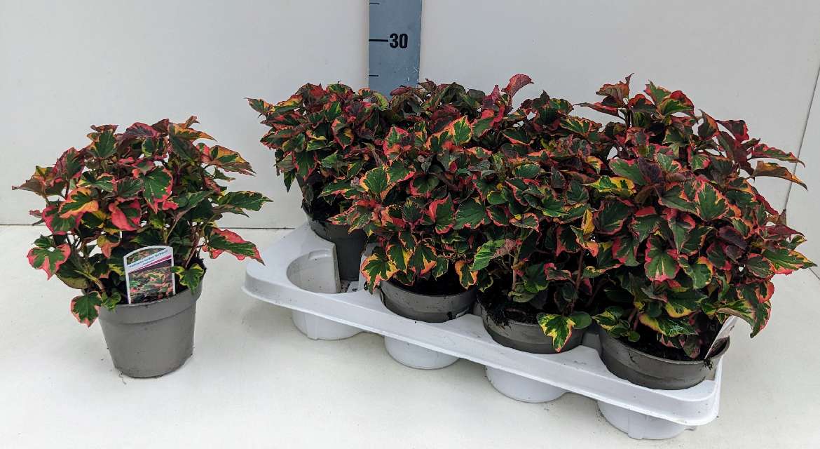 image produit HOUTTUYNIA CORDATA 'CHAMELEON'