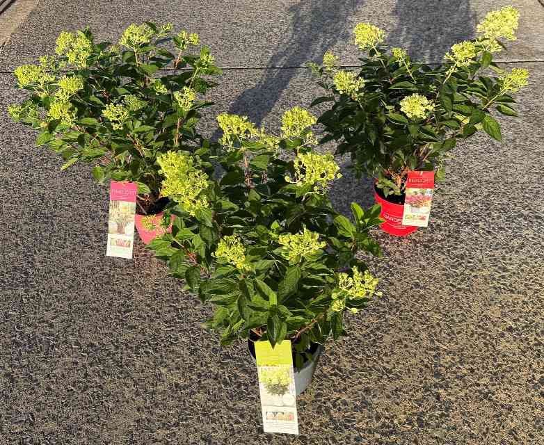 image produit HYDRANGEA PANICULATA D19