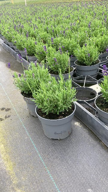 image produit LAVANDULA ANGUSTIFOLIA D13