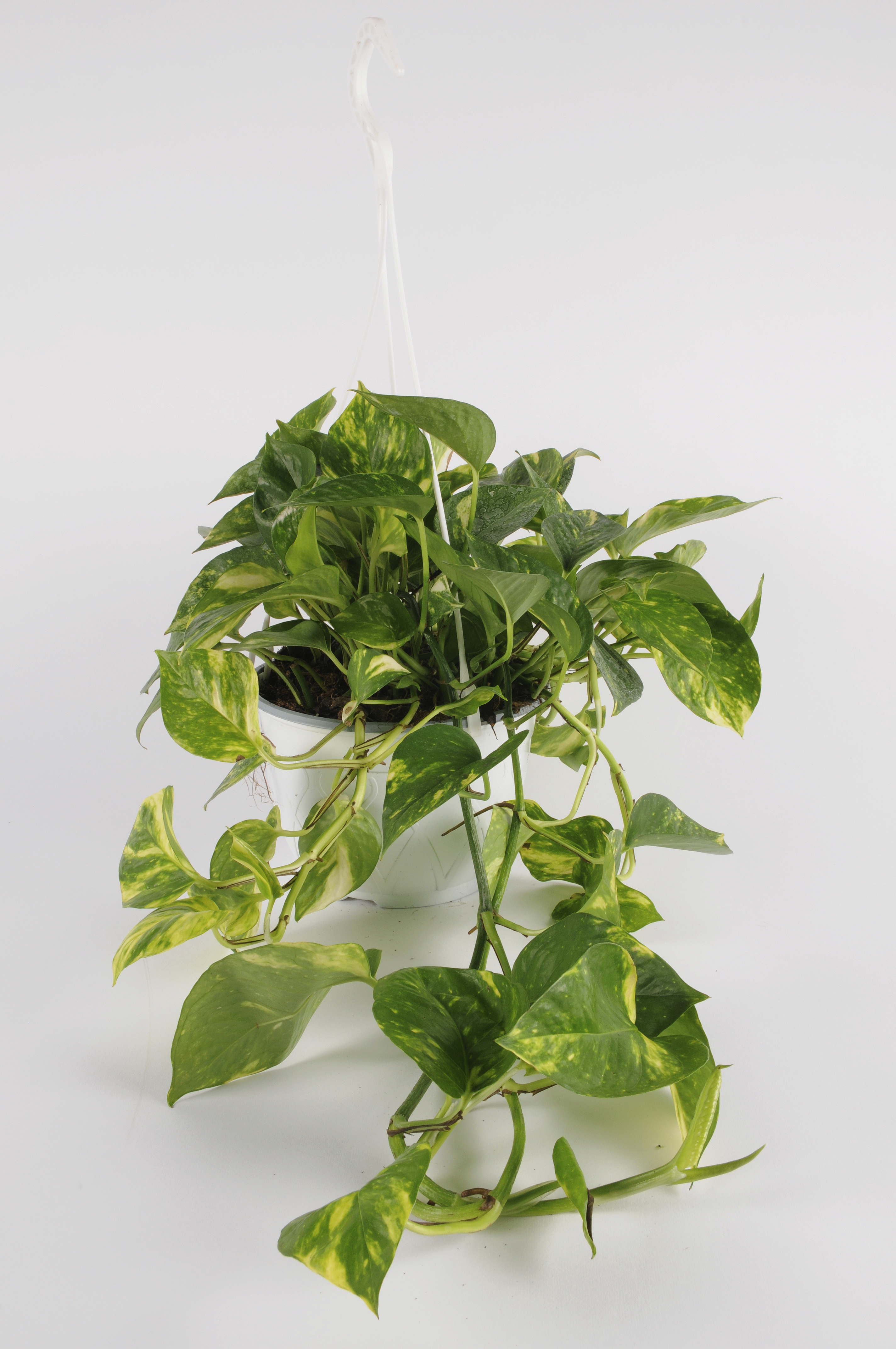 image produit POTHOS SUSP. D16