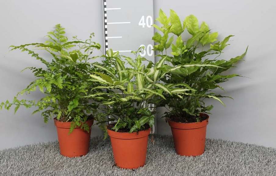 image produit PTERIS MELANGE D13