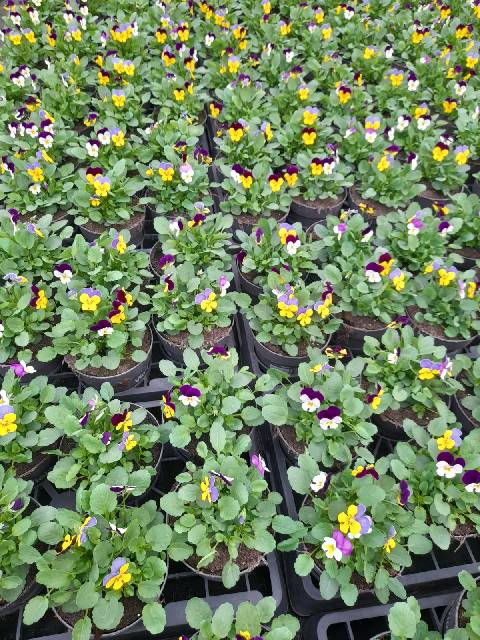 image produit VIOLA (CORNUTA GRP) MELANGE D1